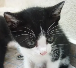 Gato raça SRD idade 2 a 6 meses nome MANCHINHA