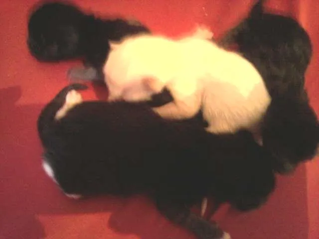 Gato ra a indefinida idade Abaixo de 2 meses nome nao tem nome