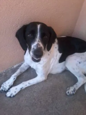 Cachorro raça Cocker/viralata idade 3 anos nome Kiara