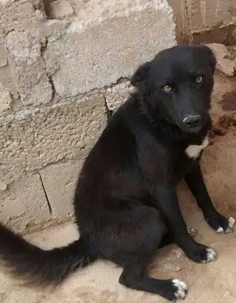 Cachorro raça Husky Siberiano idade  nome Hanna