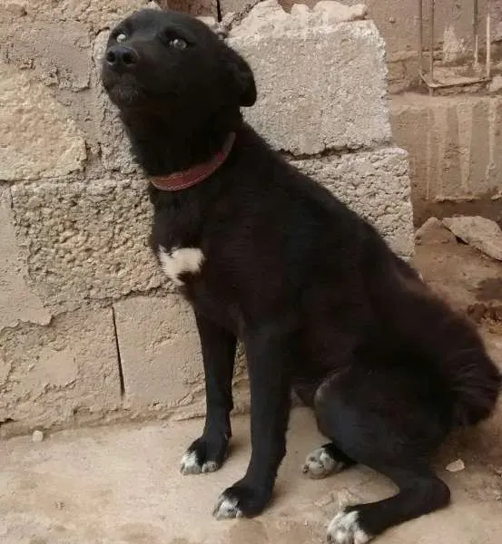 Cachorro raça Husky Siberiano idade  nome Hanna