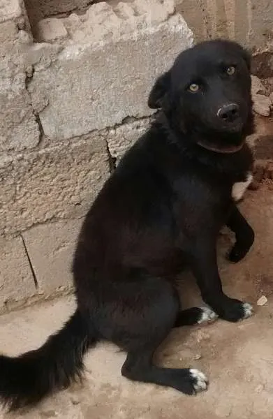 Cachorro raça Husky Siberiano idade  nome Hanna