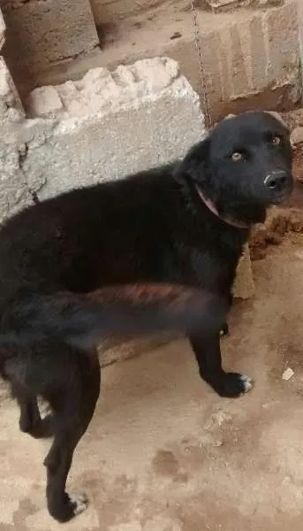 Cachorro raça Husky Siberiano idade  nome Hanna