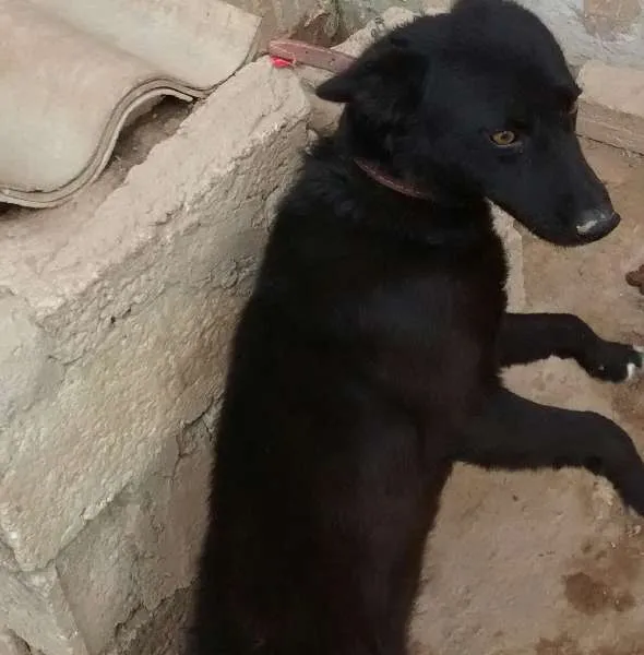 Cachorro raça Husky Siberiano idade  nome Hanna