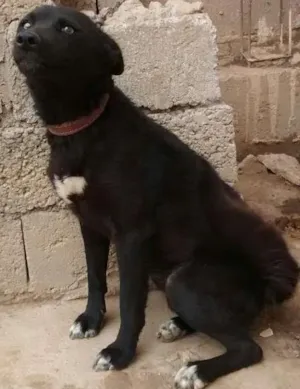 Cachorro raça Husky Siberiano idade  nome Hanna