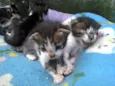 Miau