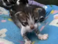 Miau