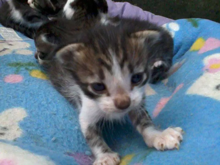 Gato ra a  idade 2 a 6 meses nome Miau