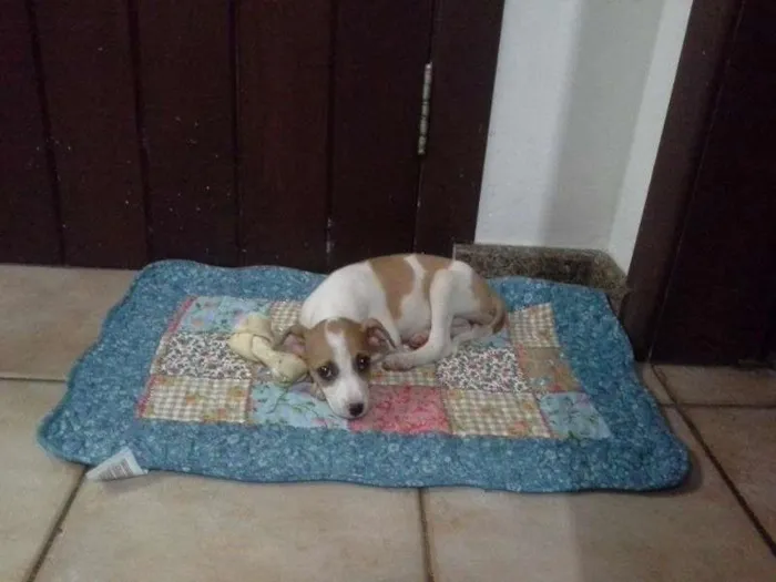 Cachorro raça vira lata com cruza de fox paulistinha idade 2 a 6 meses nome lica