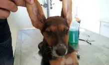 Cachorro ra a SRD idade 2 a 6 meses nome NINA