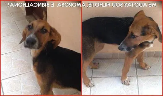 Cachorro ra a SRD idade 2 a 6 meses nome NINA