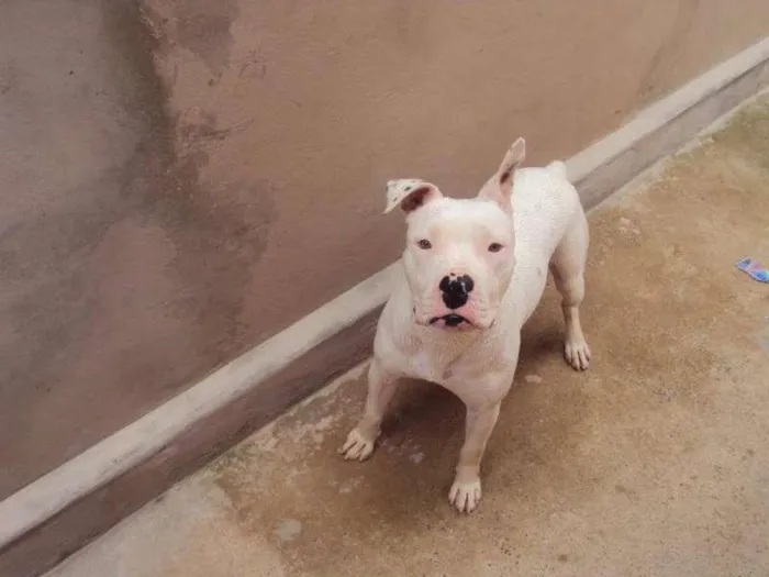 Cachorro ra a Pit-Bull idade 3 anos nome Saymon