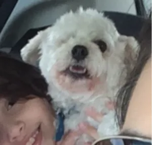 Cachorro raça Poodle Toy idade 6 ou mais anos nome DUDU GRATIFICA
