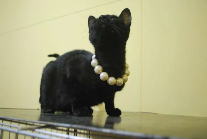 Gato ra a  idade 2 a 6 meses nome Gatinha, 4 meses, m