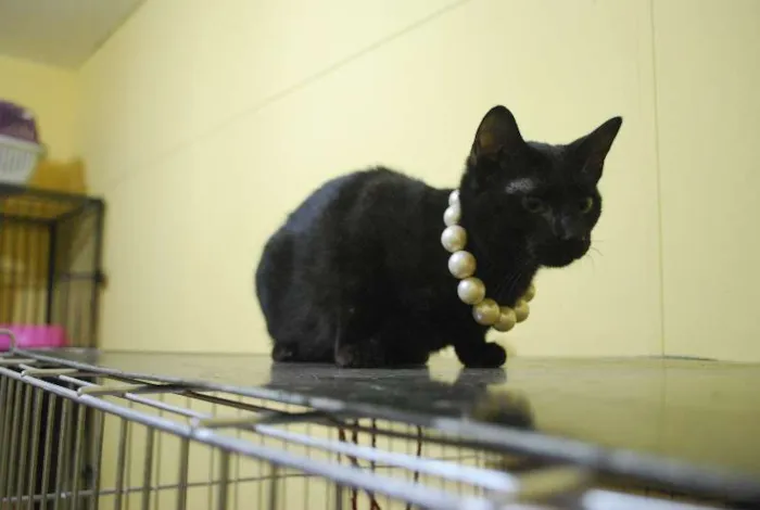 Gato ra a  idade 2 a 6 meses nome Gatinha, 4 meses, m