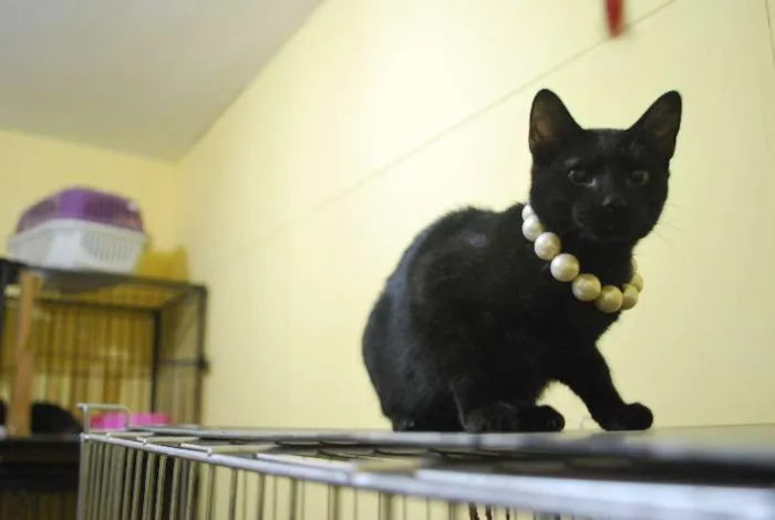 Gato ra a  idade 2 a 6 meses nome Gatinha, 4 meses, m