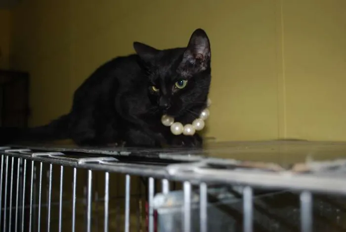 Gato ra a  idade 2 a 6 meses nome Gatinha, 4 meses, m