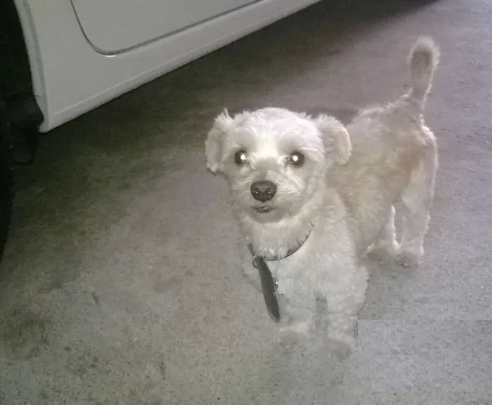 Cachorro ra a Lhasa Apso idade 2 anos nome Bill