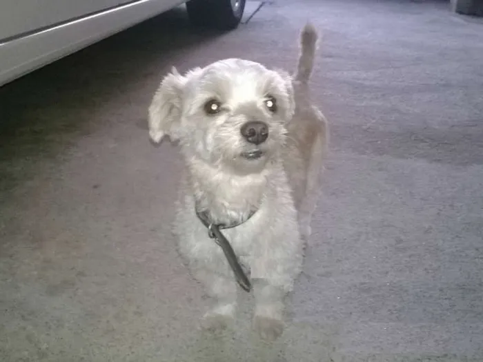 Cachorro ra a Lhasa Apso idade 2 anos nome Bill