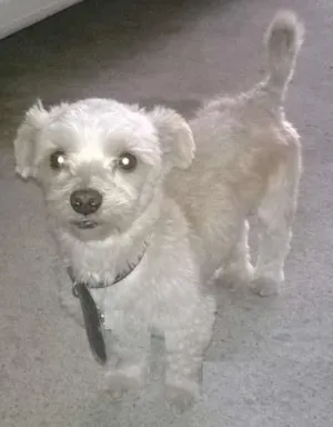 Cachorro raça Lhasa Apso idade 2 anos nome Bill