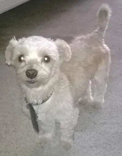 Cachorro ra a Lhasa Apso idade 2 anos nome Bill