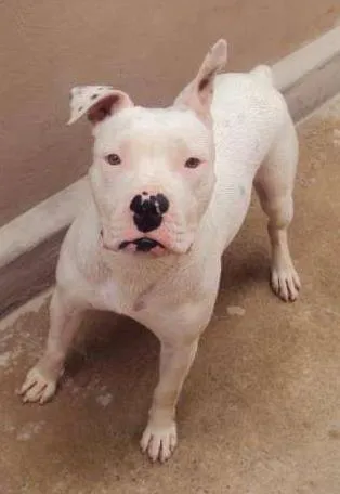 Cachorro ra a Pit-Bull idade 3 anos nome Saymon