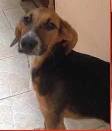Cachorro raça SRD idade 2 a 6 meses nome NINA