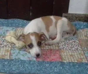 Cachorro raça vira lata com cruza de fox paulistinha idade 2 a 6 meses nome lica