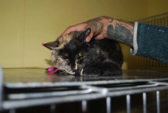 Gato ra a  idade 2 a 6 meses nome Filhote tricolor, 4