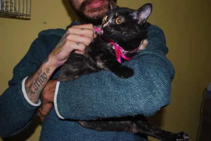 Gato ra a  idade 2 a 6 meses nome Filhote tricolor, 4