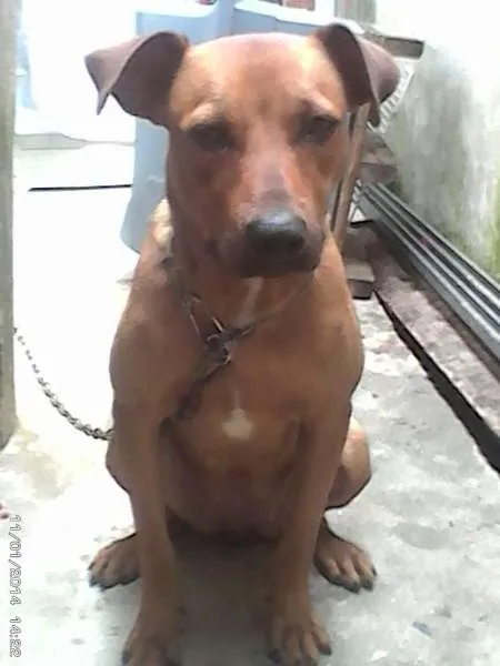Cachorro ra a vira lata idade 1 ano nome elo