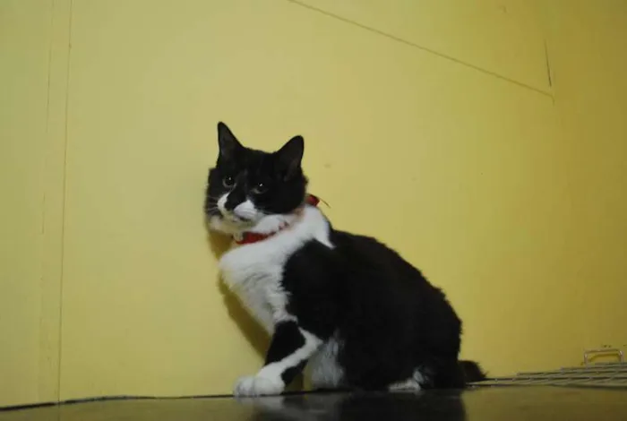 Gato ra a  idade 2 a 6 meses nome Peludinha, 6 meses,