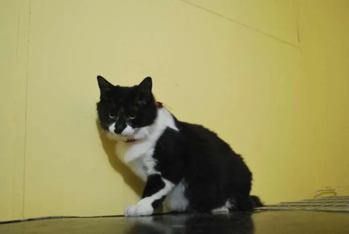 Gato ra a  idade 2 a 6 meses nome Peludinha, 6 meses,