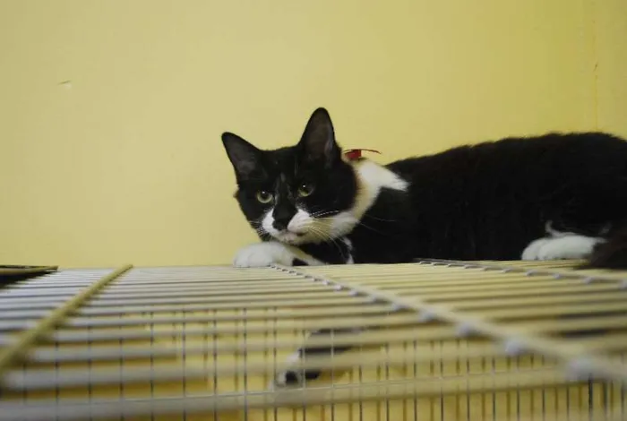 Gato ra a  idade 2 a 6 meses nome Peludinha, 6 meses,