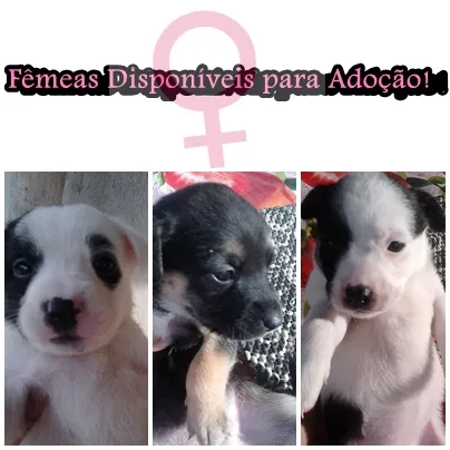 Cachorro ra a Mestiças (Pittbul [mãe] + Labrador[pai]) idade Abaixo de 2 meses nome 3 Fêmeas para Adoção
