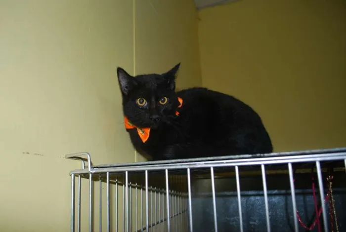 Gato ra a  idade 2 a 6 meses nome Gato preto de olhos