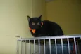 Gato preto de olhos