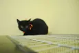 Gato preto de olhos