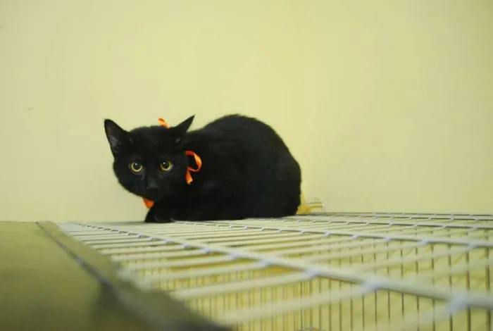 Gato ra a  idade 2 a 6 meses nome Gato preto de olhos