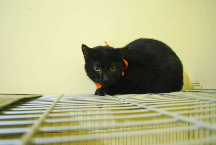 Gato ra a  idade 2 a 6 meses nome Gato preto de olhos