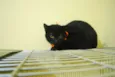 Gato preto de olhos