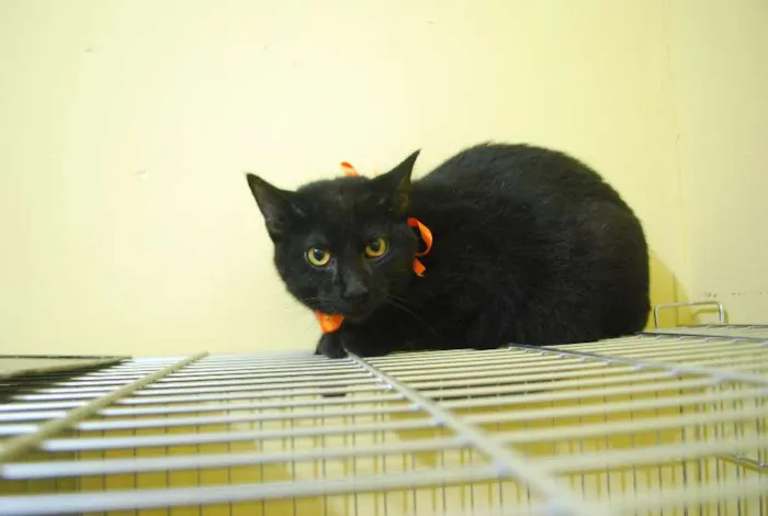 Gato ra a  idade 2 a 6 meses nome Gato preto de olhos
