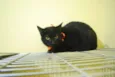 Gato preto de olhos