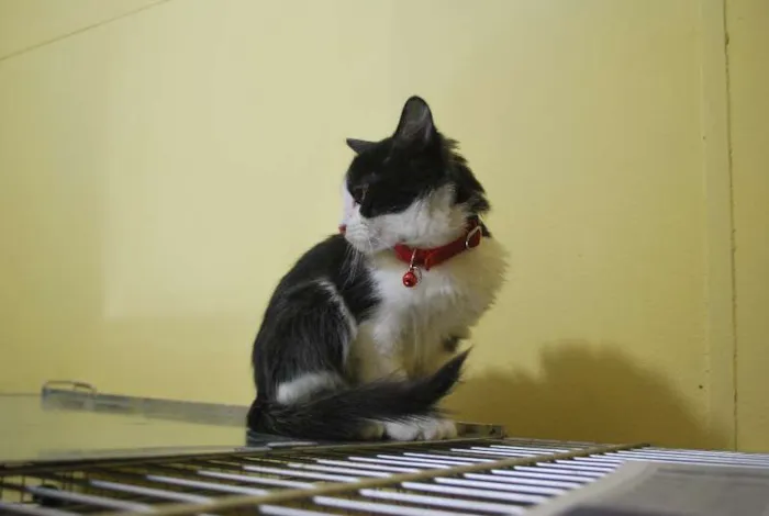 Gato ra a  idade 2 a 6 meses nome Frajola bem peludin