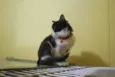 Frajola bem peludin