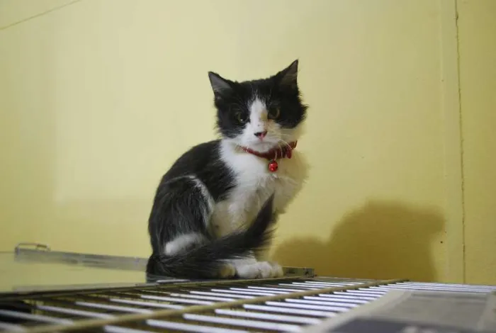 Gato ra a  idade 2 a 6 meses nome Frajola bem peludin