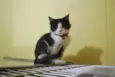 Frajola bem peludin