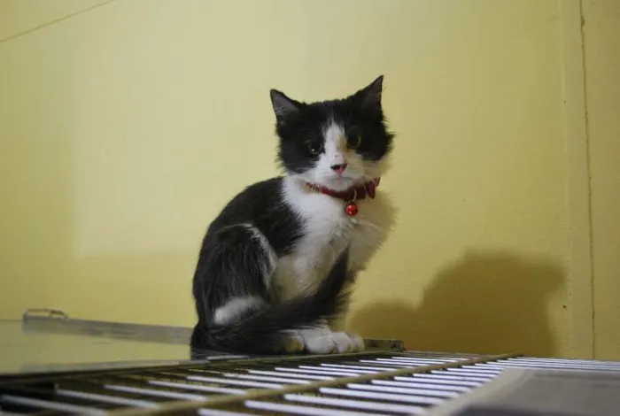 Gato ra a  idade 2 a 6 meses nome Frajola bem peludin