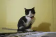 Frajola bem peludin