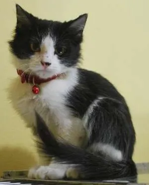 Gato raça  idade 2 a 6 meses nome Frajola bem peludin